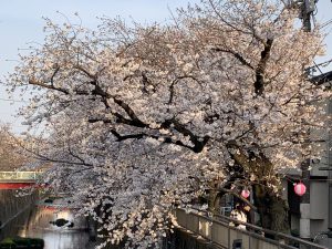石神井川　桜